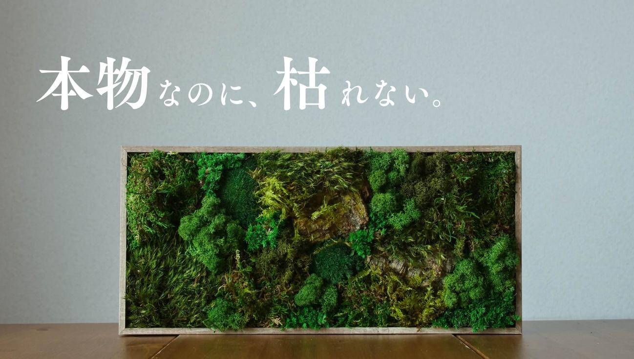 自分だけの苔をカスタマイズ可能！ 手入れいらずのインテリアアート